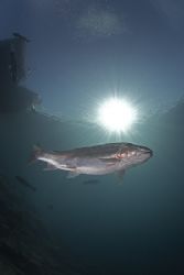 Trout in sunburst.Capernwray.
D200, 10.5mm. by Derek Haslam 